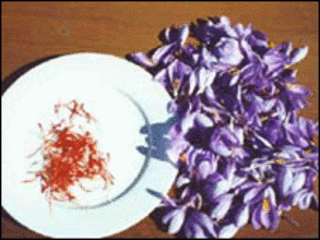 گل و گیاه زعفران