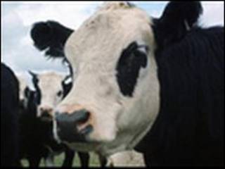 Vaca (arquivo)