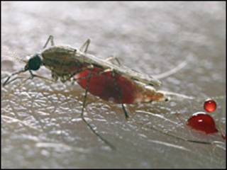 Mosquito
