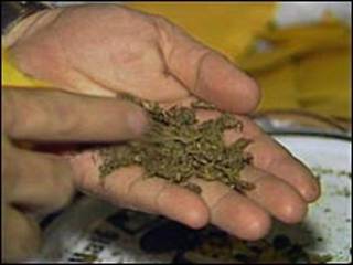 Maconha