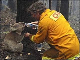 Coala bebe água de garrafa oferecida por bombeiro australiano