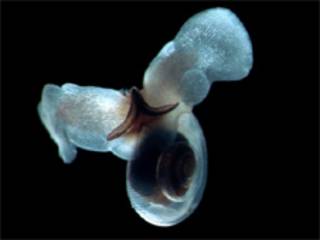 Limacina helicina