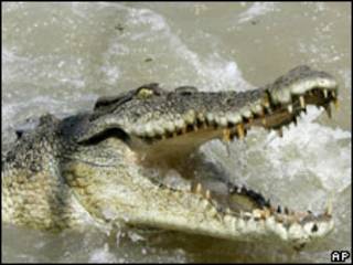 Crocodilo (arquivo)