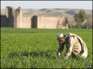 کشاورز افغان