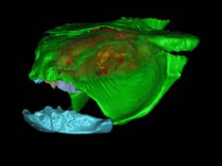 Modelo em 3D do crânio do iniopterygian (Foto: PNAS/Philippe Janvier)