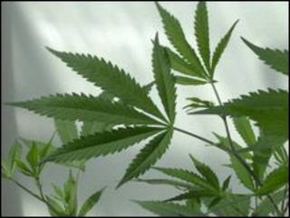Planta de maconha