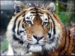 Tigre (arquivo)