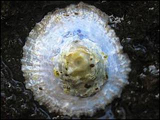 Concha (arquivo)