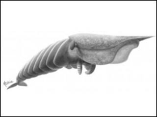 Reprodução da 'Hurdia victoria' (Imagem: Science/AAAS)
