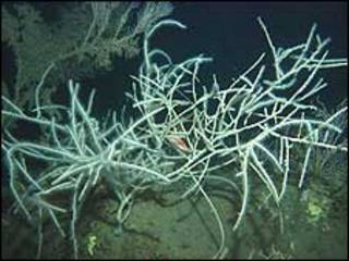 Antipathes dichotoma. Foto: Divulgação