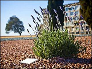Planta de alfazema no Cemitério de Barcelona (divulgação)