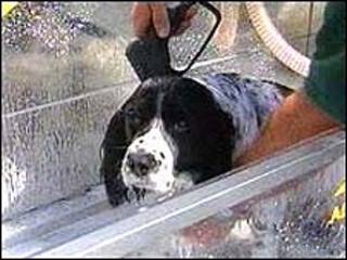 Cão tomando banho (arquivo)