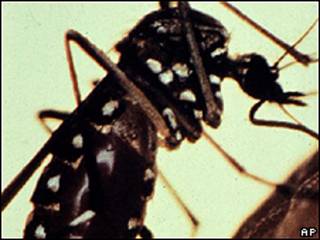 Aedes aegypti (AP/arquivo)