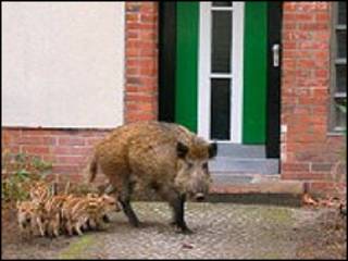 Familia de jabalíes en Stadtenwicklung Berlin.