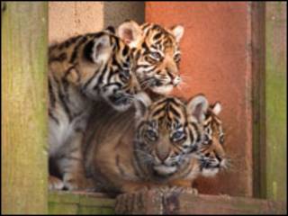Foto: Ray Wiltshire/Paignton Zoo