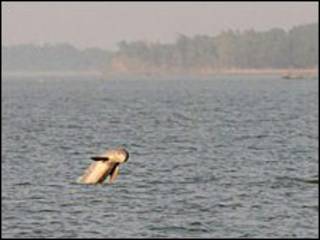 Delfin Irrawaddy