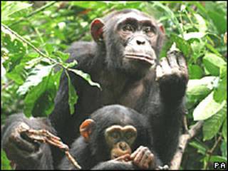 Chimpanzés