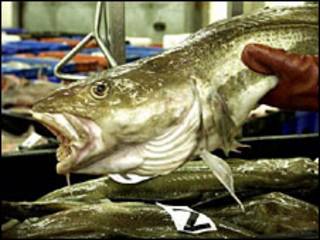 Bacalao