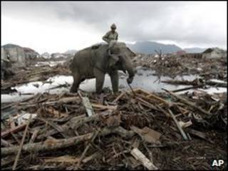 Elefantes ajudam a retirar escombros na Indonésia, no tsunami de 2004