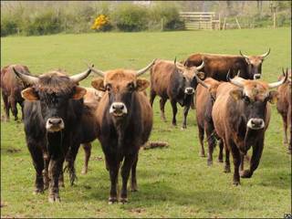 Vacas y toros Heck