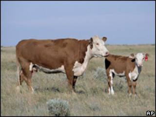 Vaca da raça Hereford que teve genoma mapeado (AP)