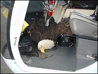 Accidente de helicóptero tras estrellarse un ave. Crédito: Chris Cooper, Hummingbird Helicopters.