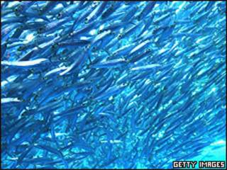 Sardinas