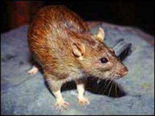 Rato (arquivo)