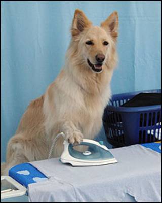 Concurso de mascotas 'Britain's Most talented Pet'