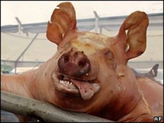 Cerdo