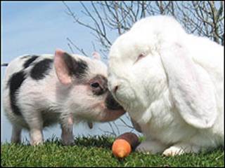 William (porco) e Charles (Foto: Cortesia de Valerie Bickford-Beers)