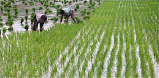 Nông dân trồng lúa ở Nam Kinh, Trung Quốc