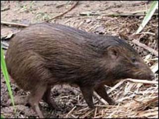 Jabalí pigmeo