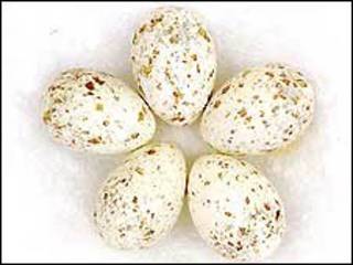 Huevos pigmentados. Foto: Hernando Salazar.
