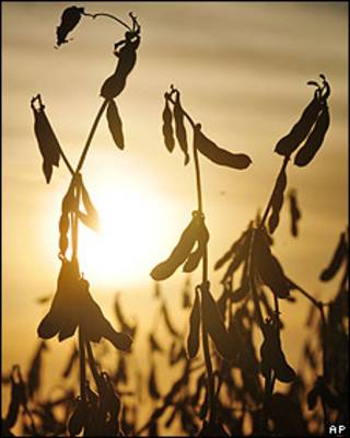 Cultivo de soja en Argentina