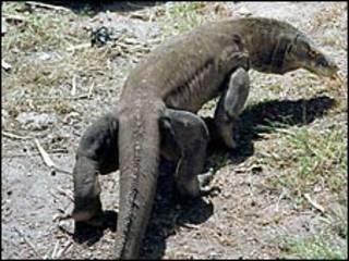 Komodo