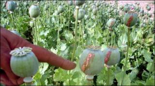 گرز خشخاش، گیاهی که از آن برای تهیه تریاک استفاده می شود