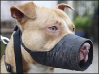 Pit Bull Terrier