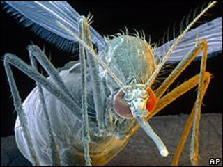 Aedes egypty