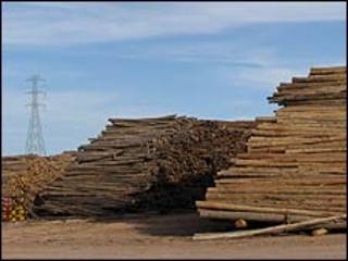 Madera para celulosa
