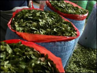 folhas de coca