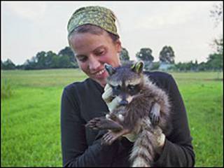 Guaxinim do projeto Waschbär