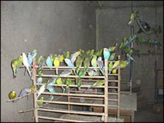 Aves encontradas em apartamento (Foto: Associação Berlinense de Proteção aos Animais/Divulgação)