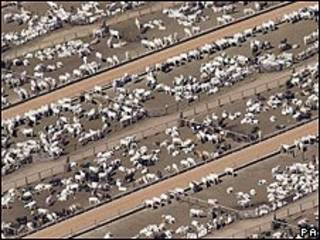 Criação de gado em fazenda do Mato Grosso