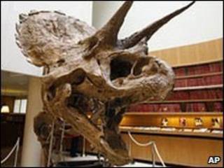 Crânio de Triceratops (arquivo)