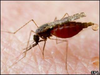Mosquito Anopheles.