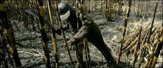 Trabajador en zafra mexicana.