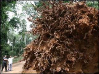 Troncos de árvores em florestas africanas