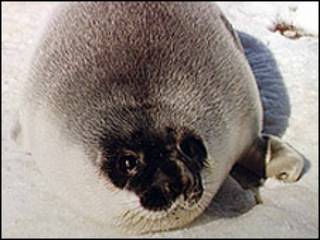 Foca canadiense