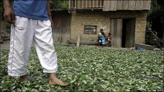 Cultivos de coca en Perú.